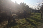 Einsatz im Wühlmausgarten 6