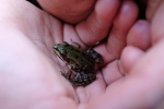 Grünfrosch