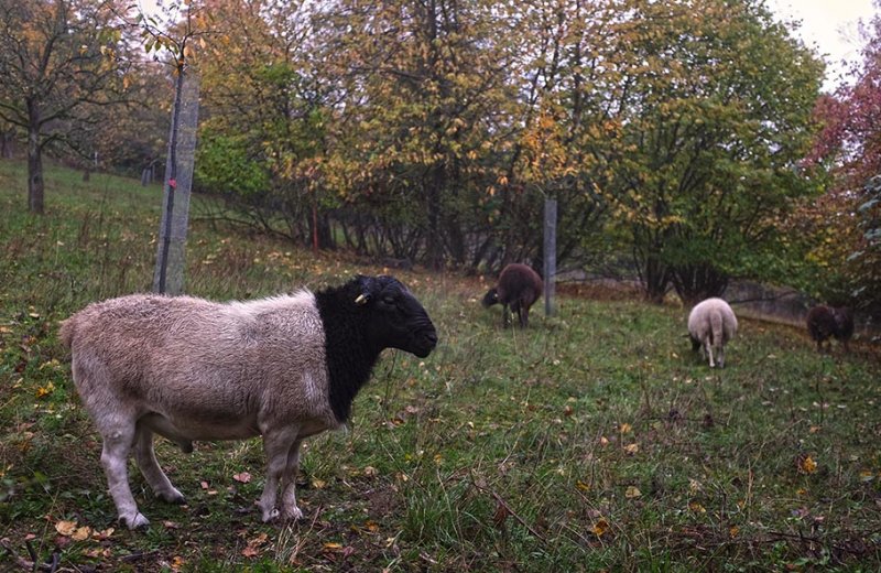 Schafe auf der Bips-Weide 5