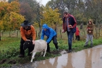 Abholung Bock Goliath 3