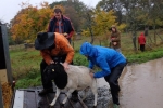 Abholung Bock Goliath 4