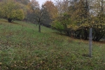 Schafe auf der Bips-Weide 6