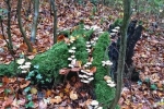 Pilzwanderung 01