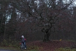 02 Wald bei Seeheim