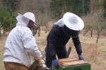 Frühjahrsputz am Bienenstand 8