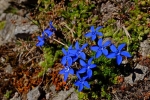 11 Blaue Blume am Scheibler 1