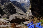 11 Blaue Blume am Scheibler 2