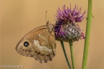 Minois dryas