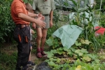 Ernte im Wühlmausgarten 2