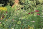 Blumenwiese Etzwiesen 2