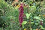 Blumenwiese Etzwiesen 3