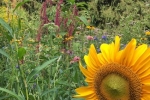 Blumenwiese Etzwiesen 4