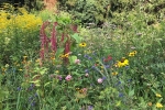 Blumenwiese Etzwiesen 5