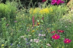 Blumenwiese Etzwiesen 6