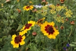Blumenwiese Etzwiesen 7