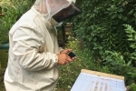 Imkerstand - Varroa zählen 1