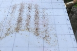 Imkerstand - Varroa zählen 2