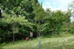 Bienenragwurz-Wiese 3