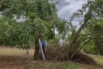 NAJU-Einsatz-Böckchenweide-07-10x14s