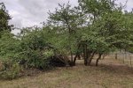 NAJU-Einsatz-Böckchenweide-12-10x13s
