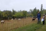 Schafgruppe-Bienenweide-01-10x18s