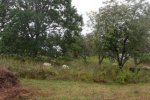 Schafgruppe-Bienenweide-04-10x37s