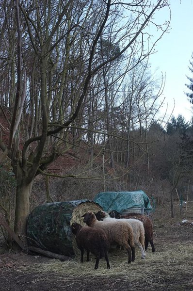 Schafe auf den Etzwiesen 3 small
