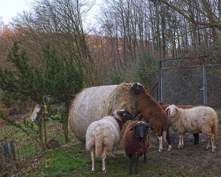 Heu fu?r die Schafe auf den Etzwiesen 2