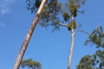Bickenbacher Düne 02