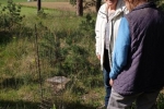 Bocksriemenzunge 2