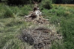 03 Umgestürzter Nestbaum