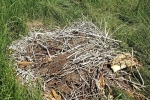 04 Abgestürztes Nest