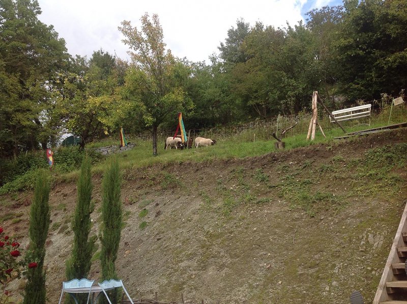 Schafe im NABU-Pflege-Grundstück 2