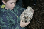 Füchse beim Eibenschutz 03