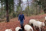 Schaftrieb-Wald-3