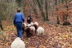 Schaftrieb-Wald-4