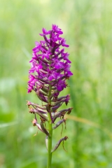 Piramidenorchis