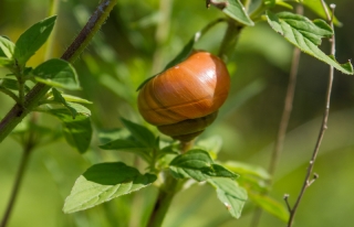 Schnecke