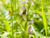 Bienenragwurz