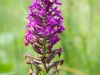 Piramidenorchis