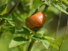 Schnecke
