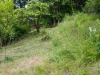 Wiese 1