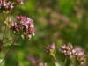 wilder Oregano 1