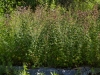 wilder Oregano 2