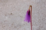 02 Blüten im Schnee 2 10x15s