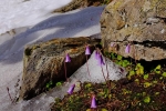02 Blüten im Schnee 1