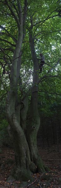 Embla im Habitats-Baum 1