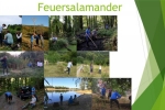 01 Feuersalamander