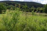 Einsatz-Kirschgarten-11-10x46s