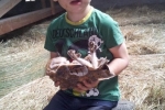 Schleiereule Griesheim Kontakt 2